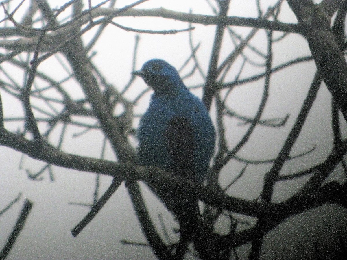 Blue Cotinga - ML415495201