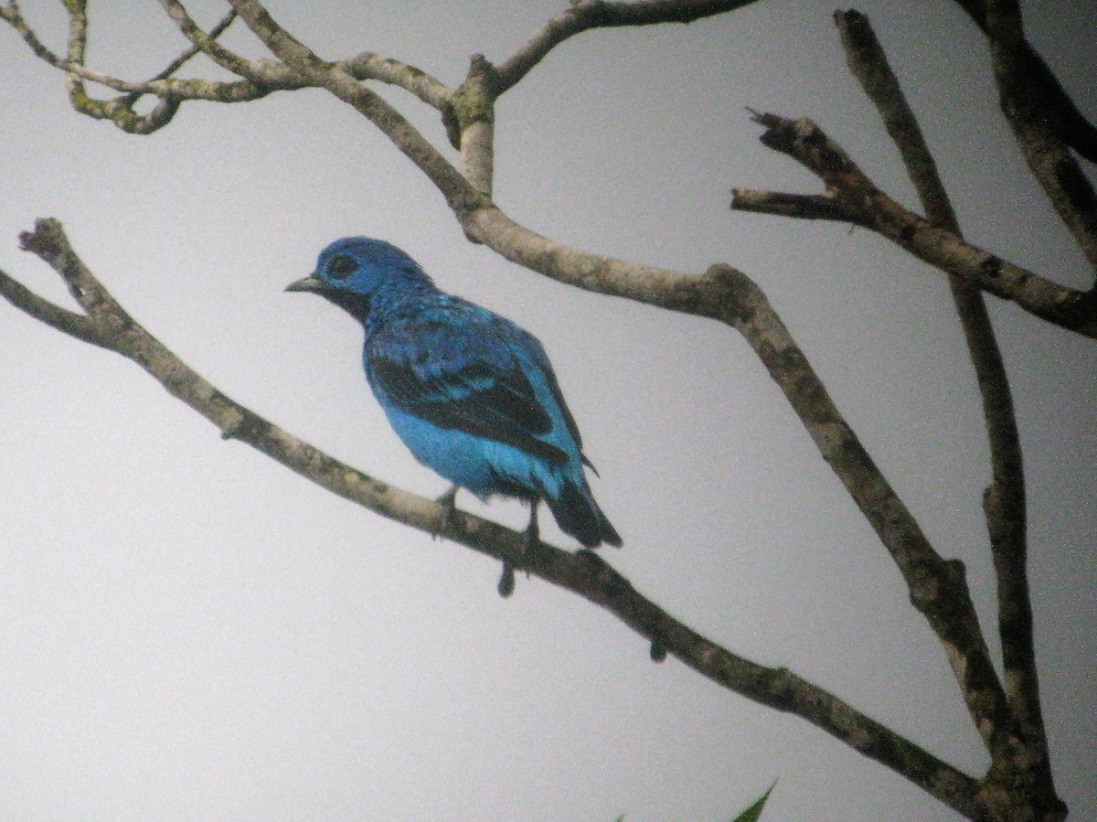 Blue Cotinga - ML415495261