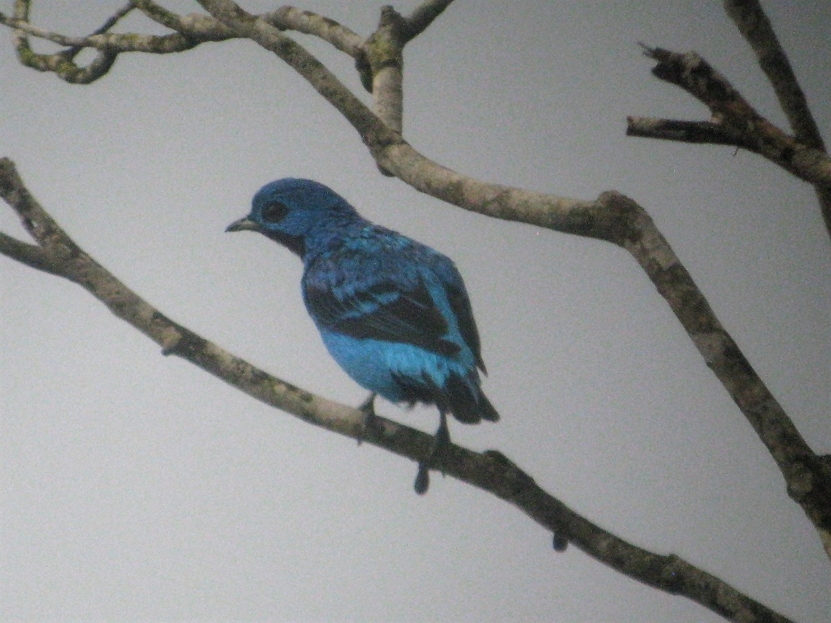Blue Cotinga - ML415495271