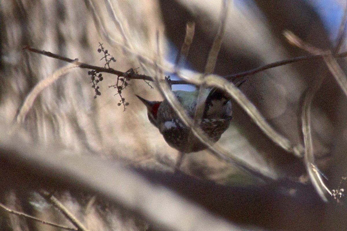 Yellow-bellied Sapsucker - ML41549691