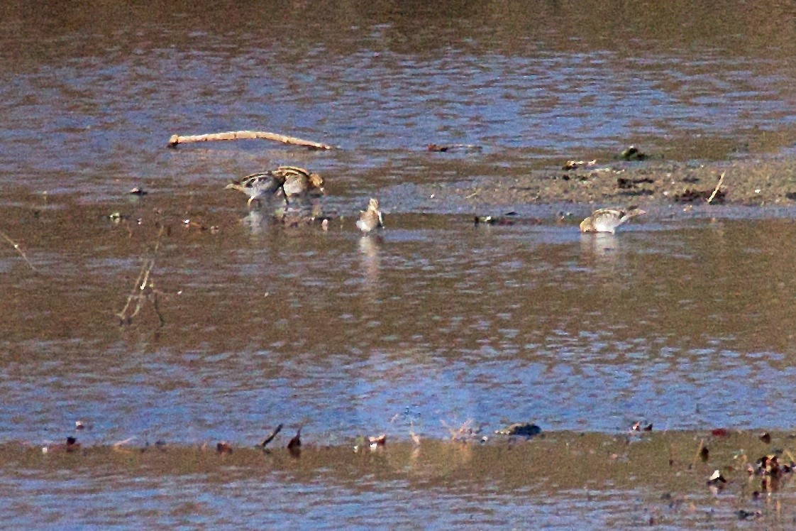 Wilson's Snipe - Niki Robertson