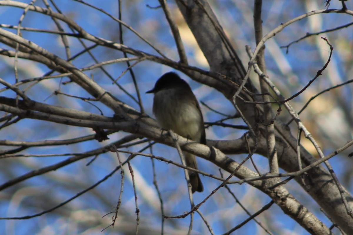 Eastern Phoebe - ML415497821