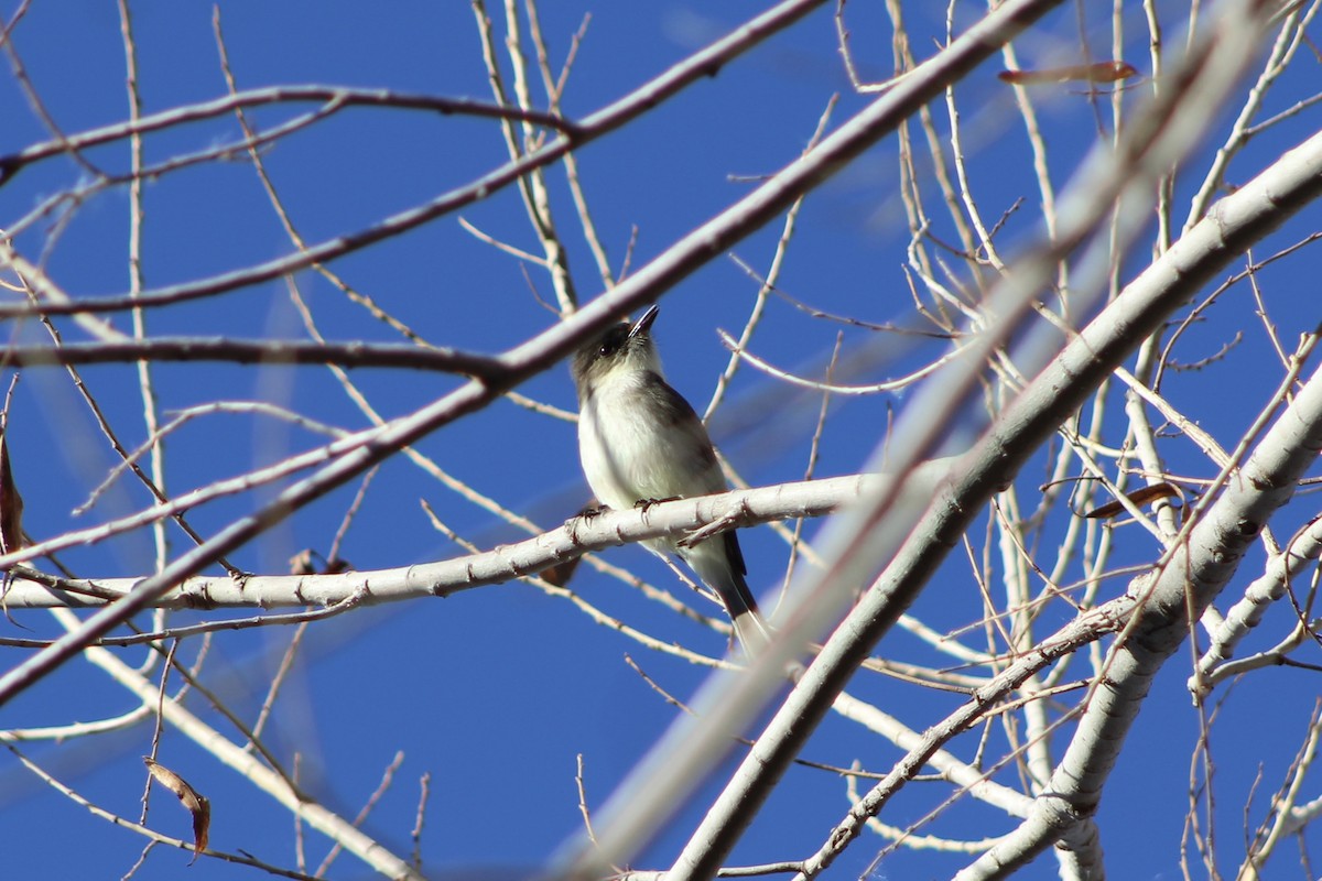 Eastern Phoebe - ML415497831