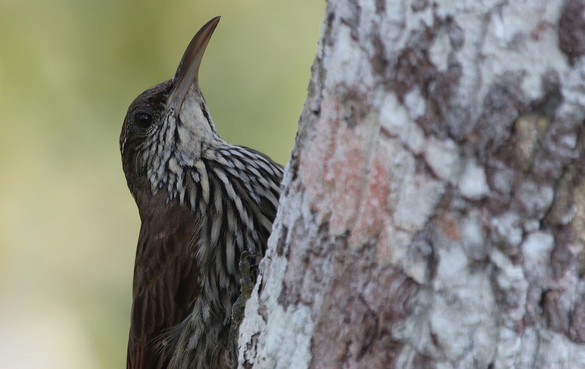 Dusky-capped Woodcreeper (Layard's) - ML41549871