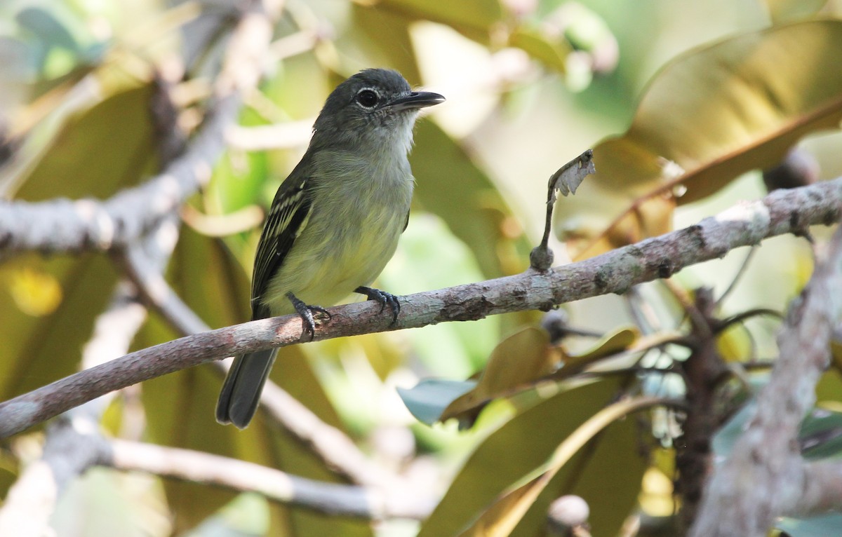 Yellow-margined Flatbill - Alexander Lees