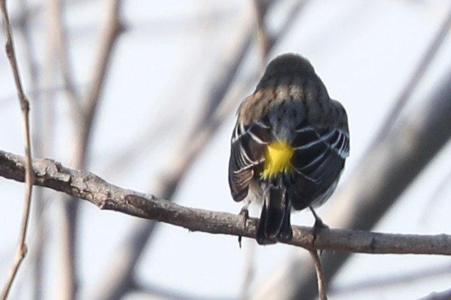 Yellow-rumped Warbler - ML415499501