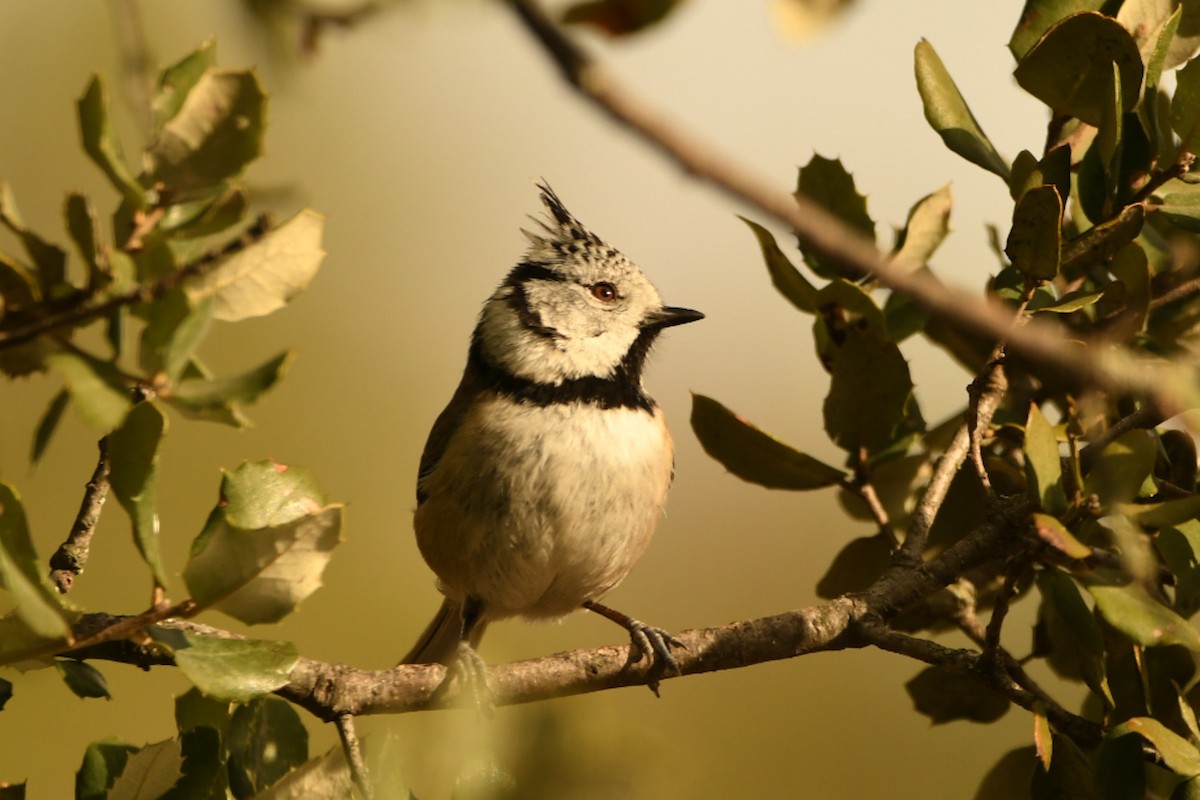 Crested Tit - ML415503301