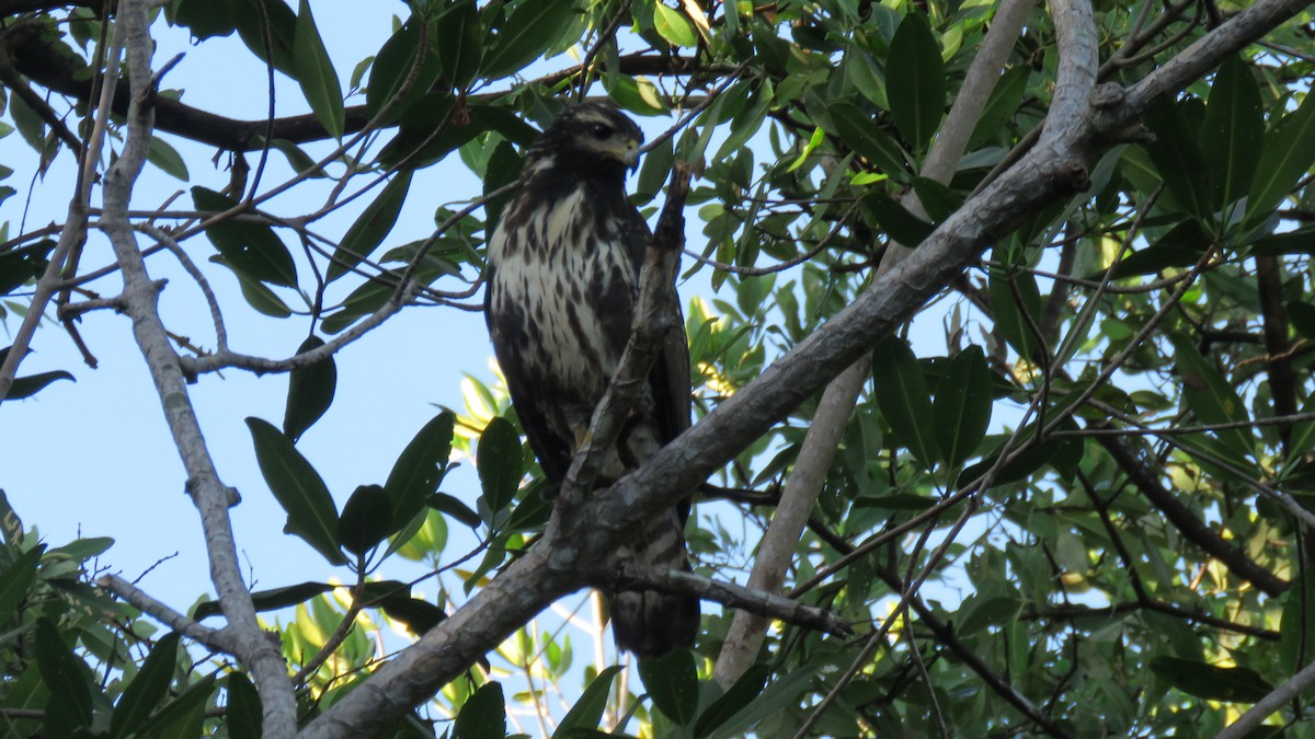 Common Black Hawk - ML415504431
