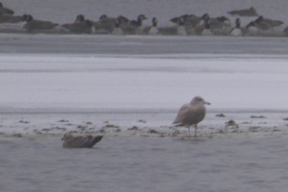 Herring Gull - ML41550561