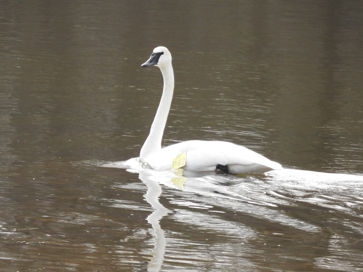 Trumpeter Swan - ML415505621