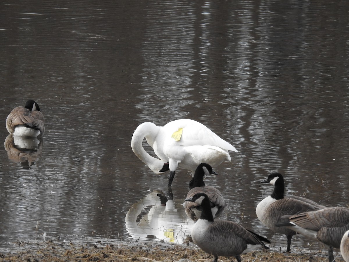 Trumpeter Swan - ML415505751