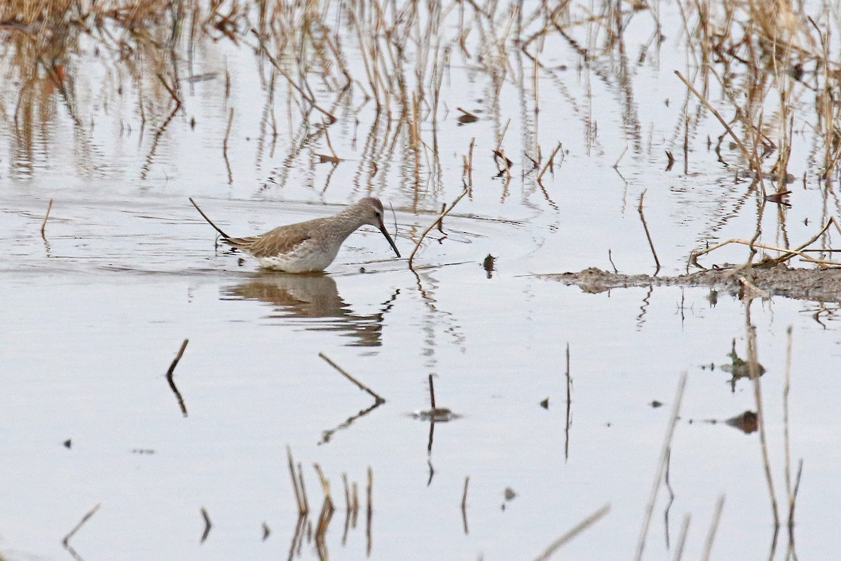 Stilt Sandpiper - Michael O'Brien