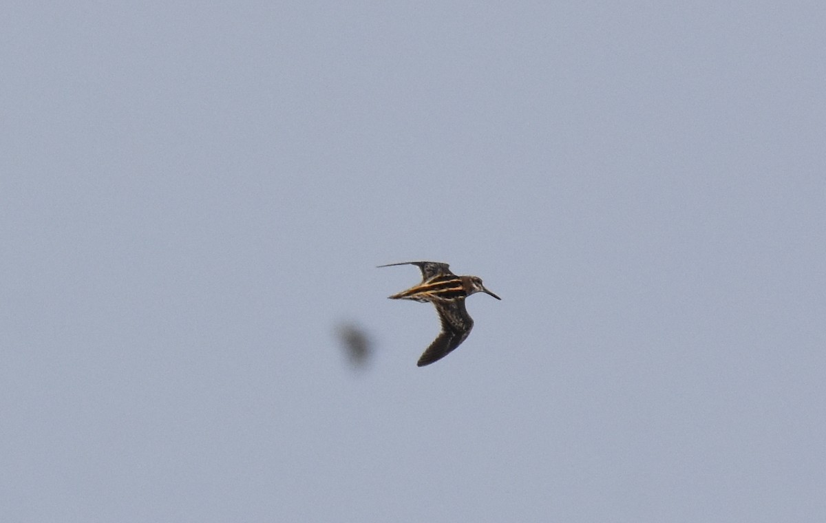 Jack Snipe - Jose Paulo Monteiro