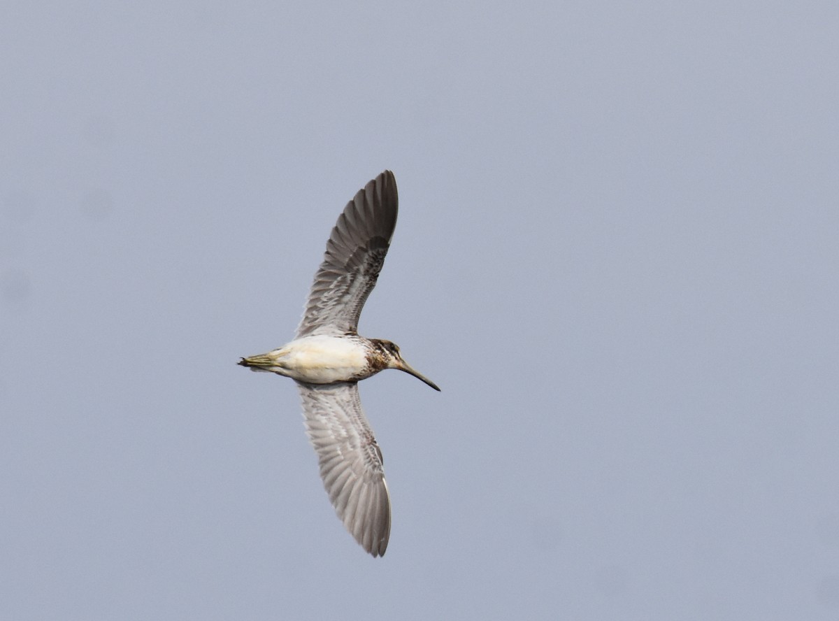 Jack Snipe - Jose Paulo Monteiro