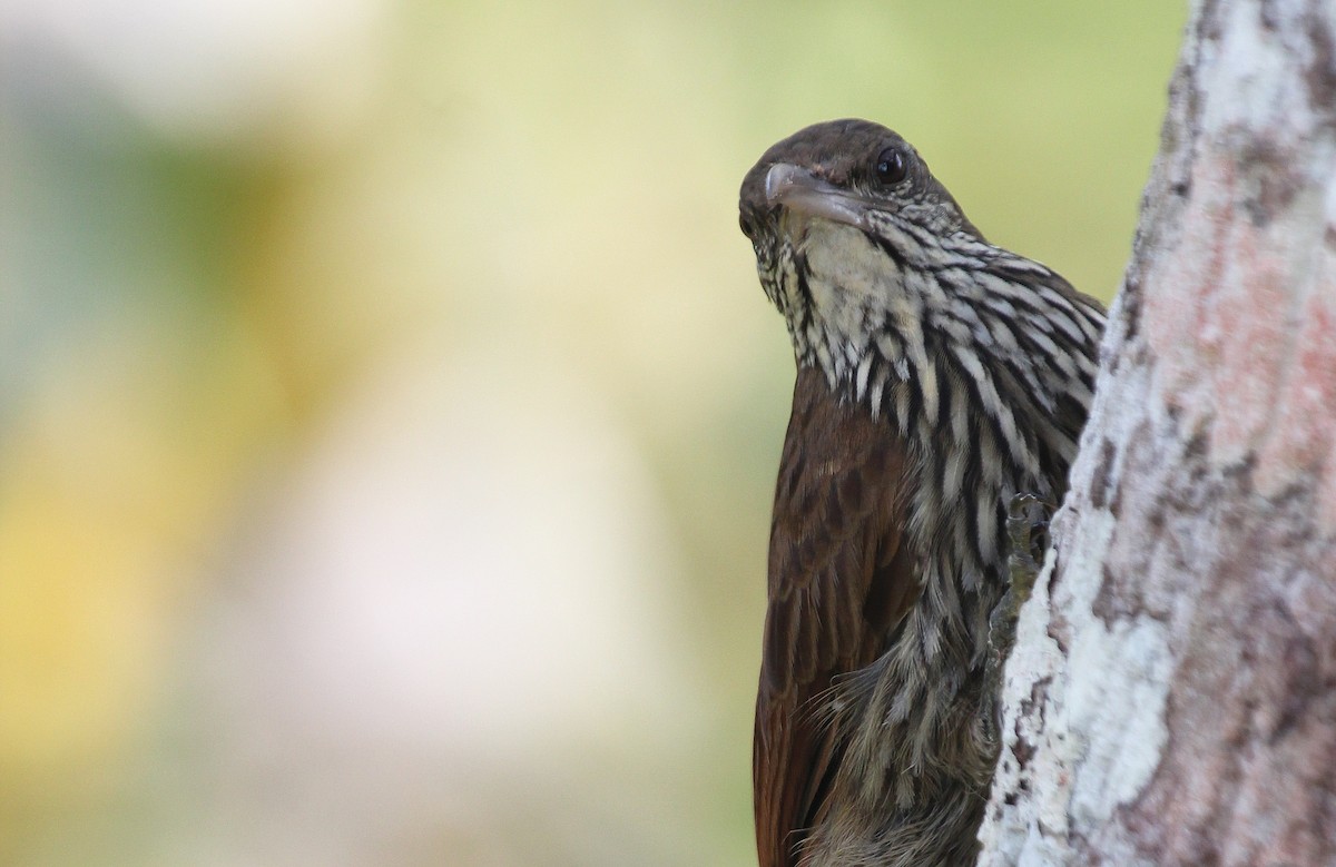 Dusky-capped Woodcreeper (Layard's) - ML41550821