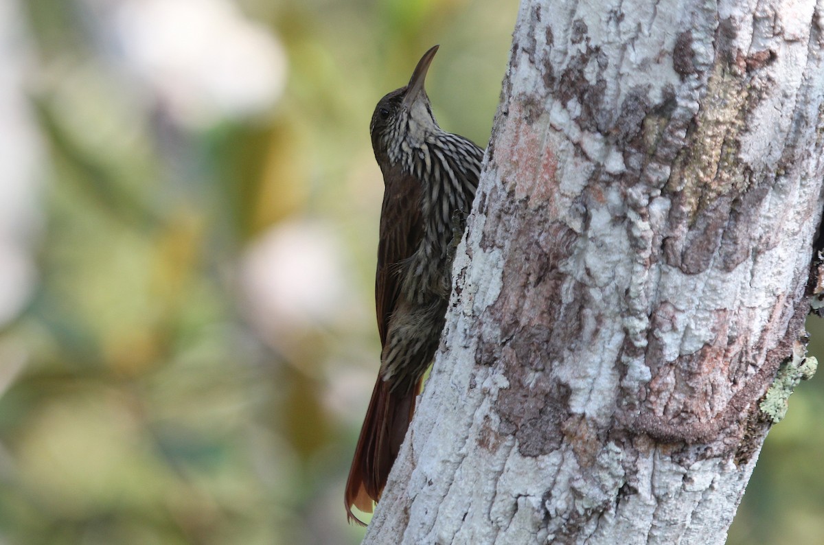 Dusky-capped Woodcreeper (Layard's) - ML41550831