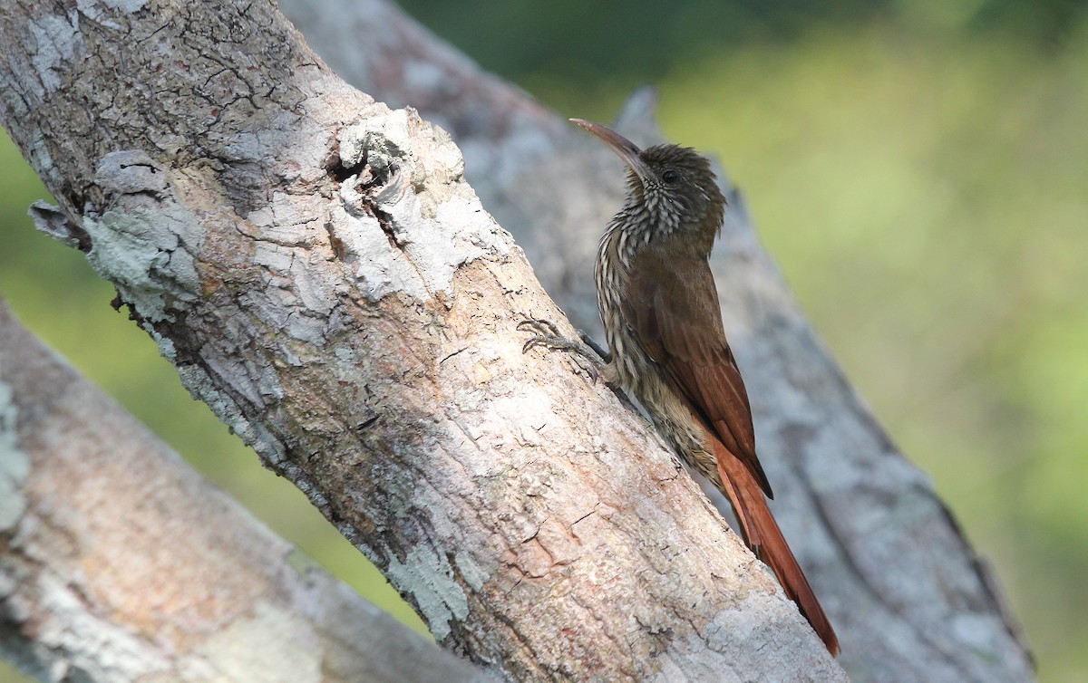 Dusky-capped Woodcreeper (Layard's) - ML41550841