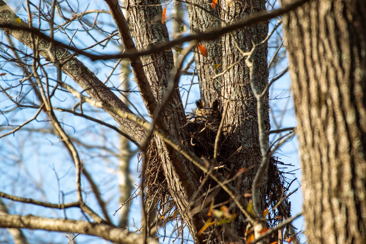 Great Horned Owl - ML415508801