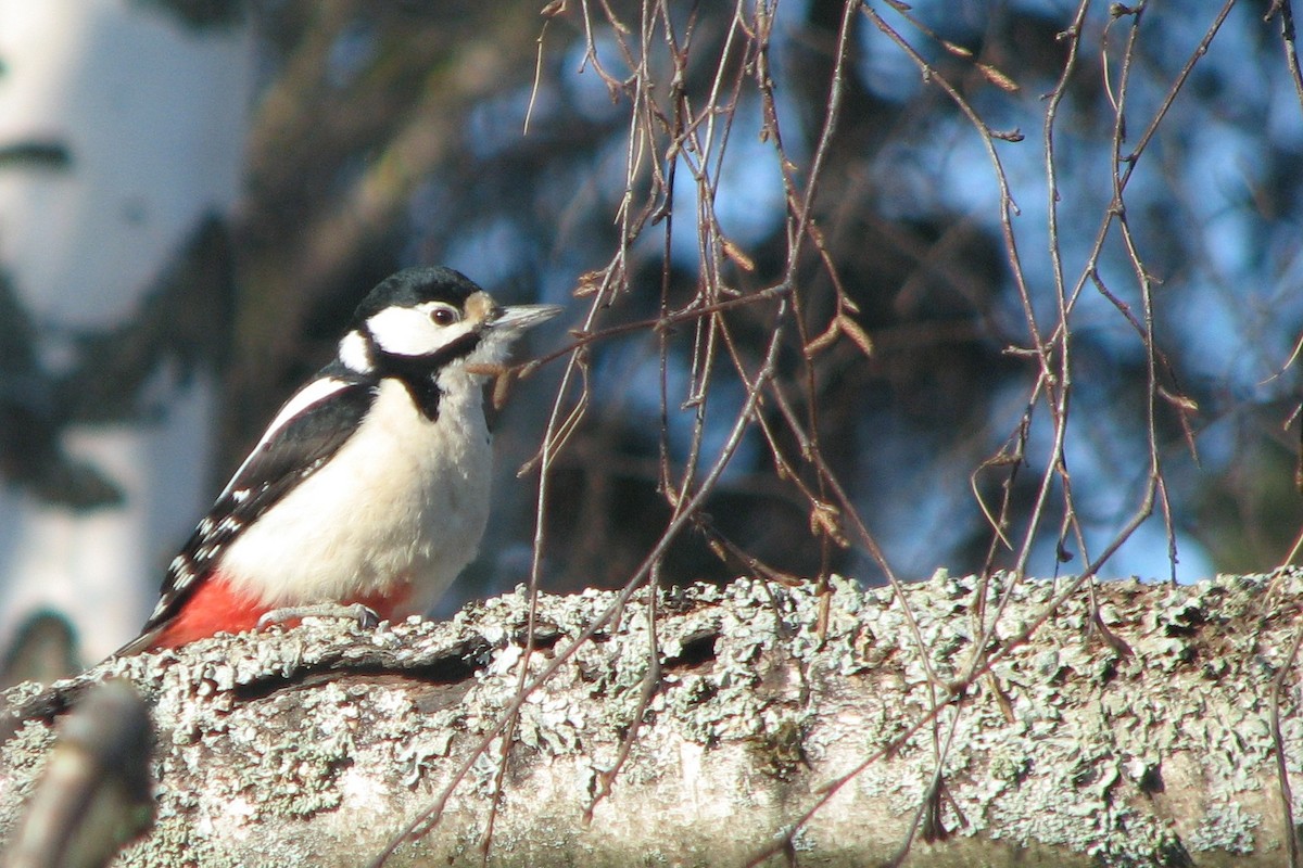 Great Spotted Woodpecker - ML415509041