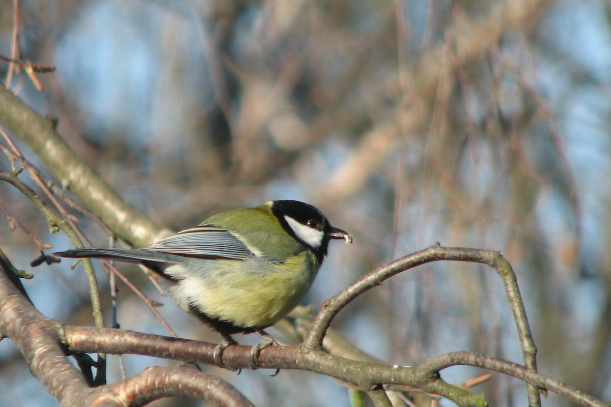 Great Tit - ML415509201