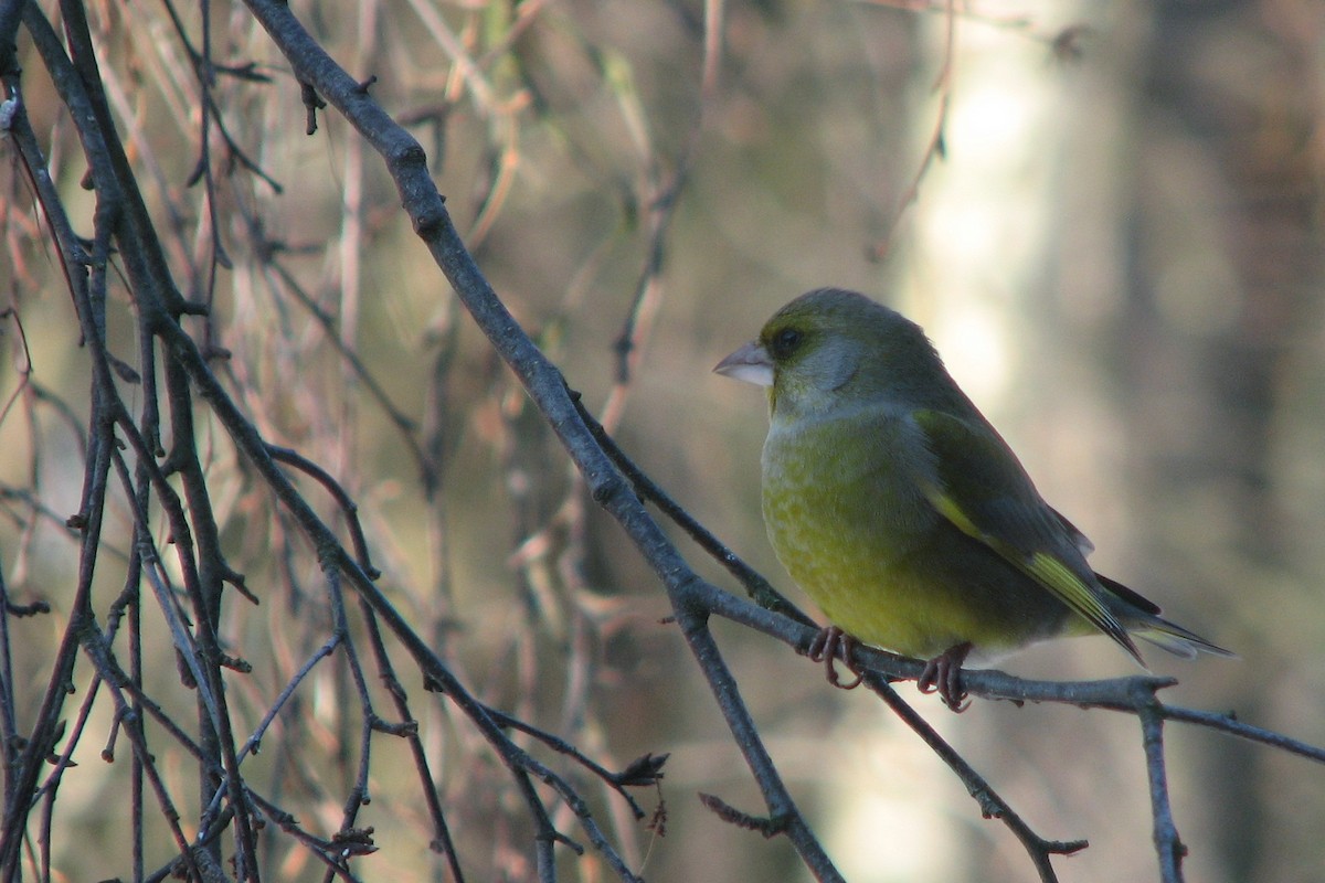 European Greenfinch - ML415509241