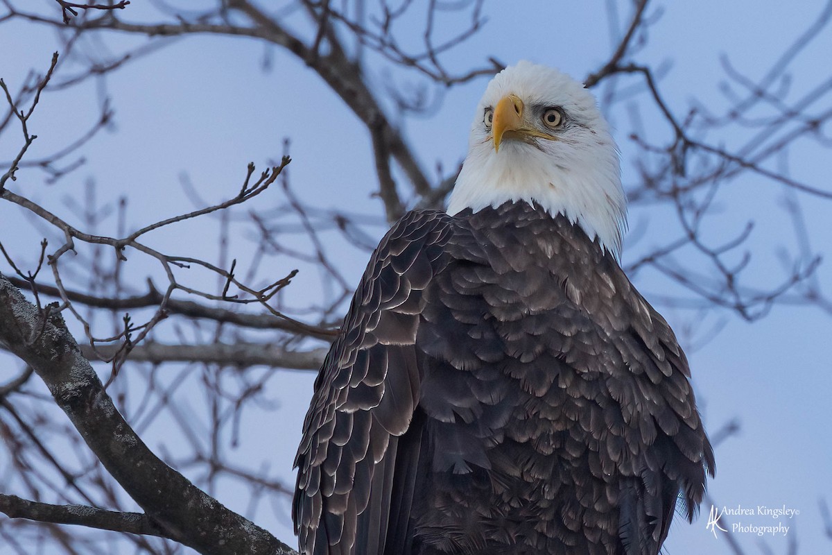 Bald Eagle - Andrea Kingsley