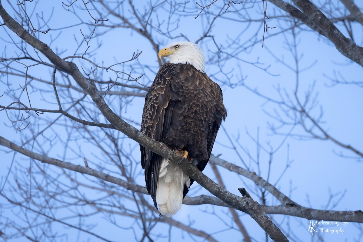 Weißkopf-Seeadler - ML415510051