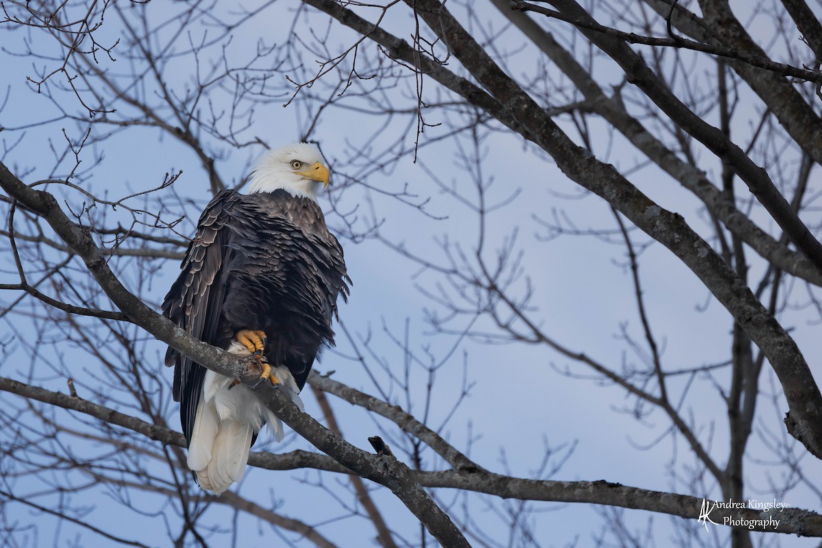 Bald Eagle - ML415510081