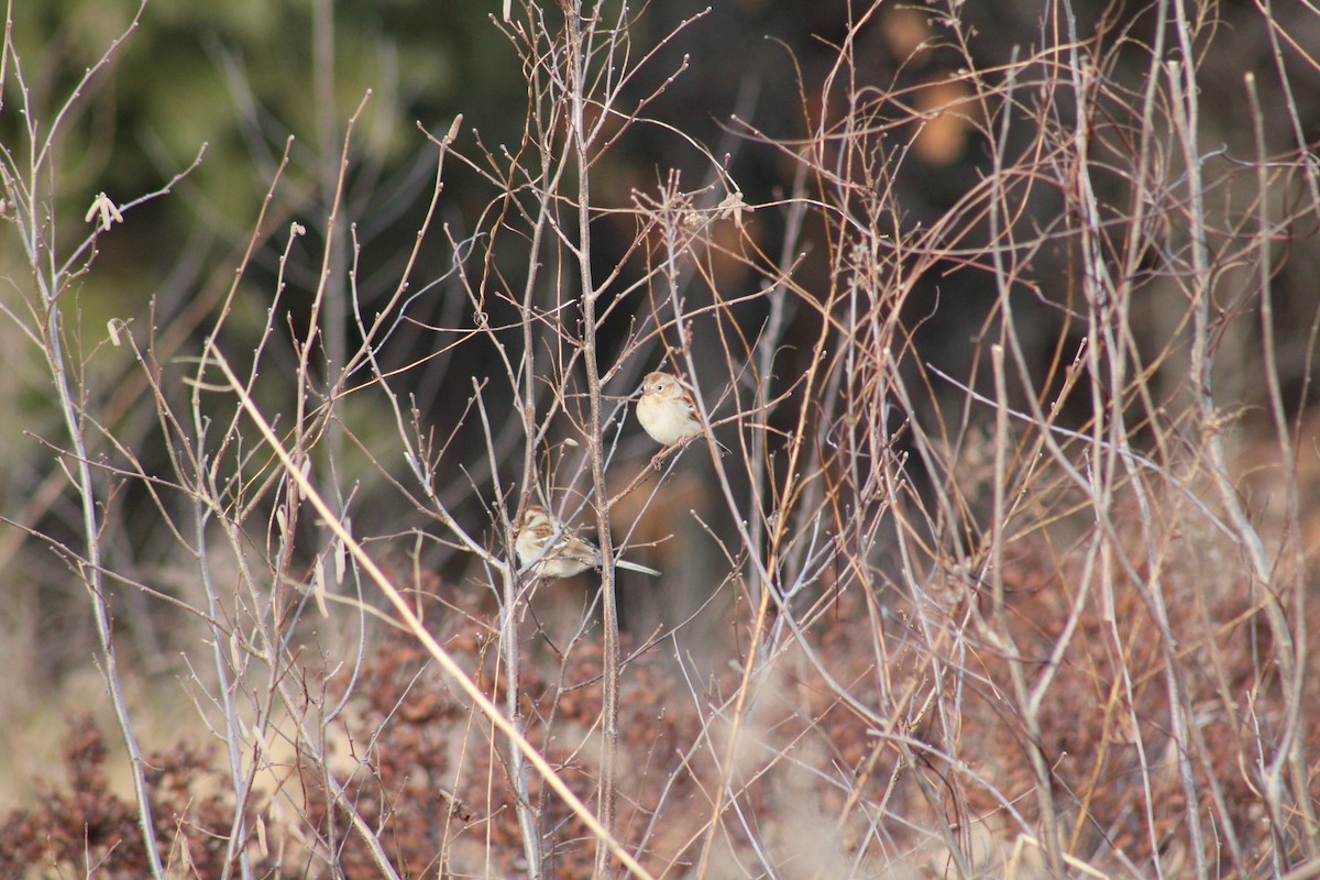 Field Sparrow - ML415510141