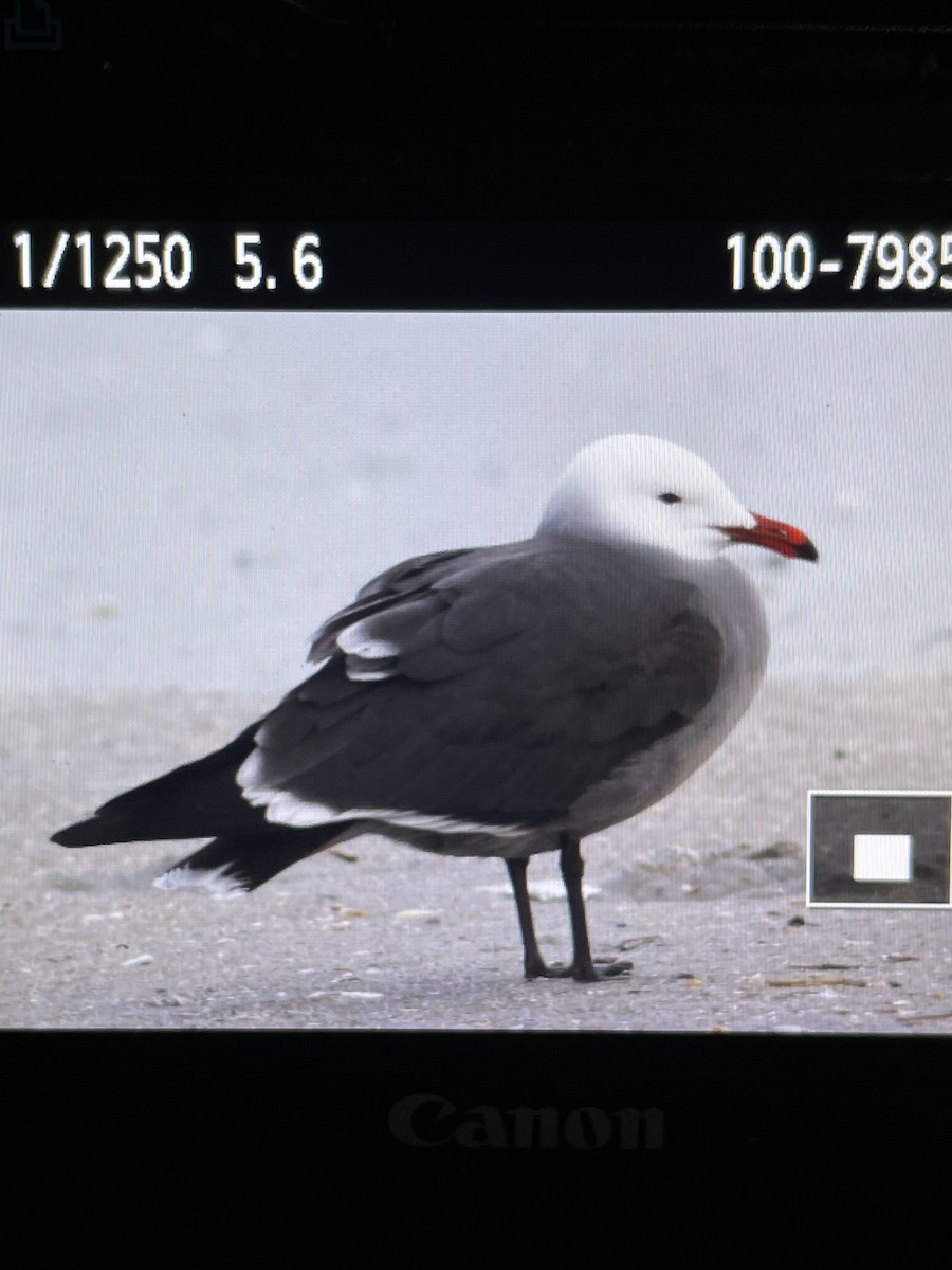 Heermann's Gull - ML415510431