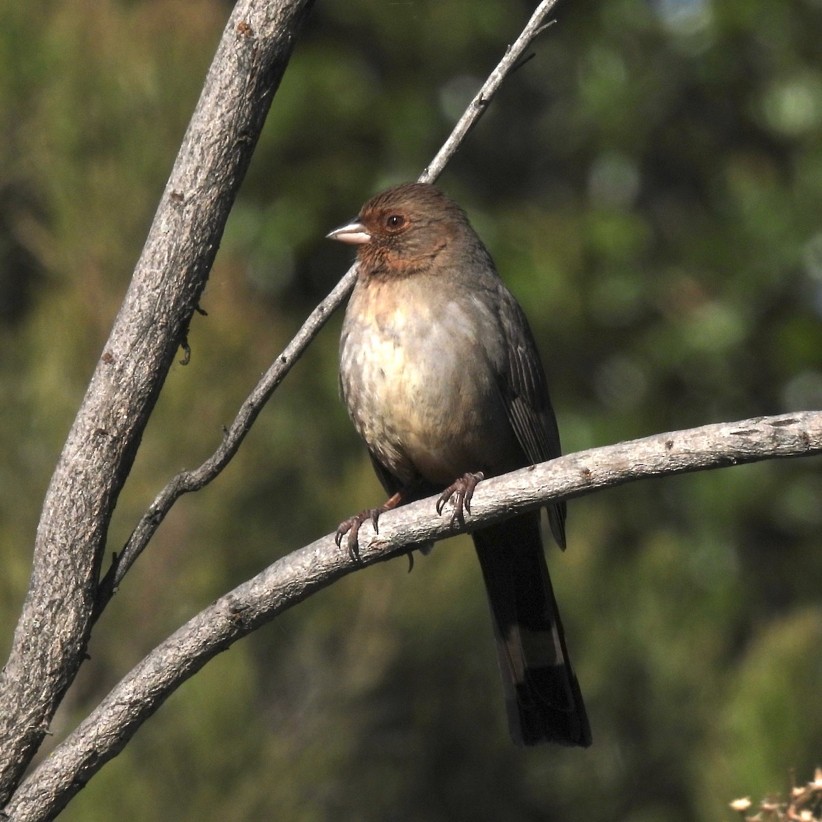 California Towhee - ML415510701