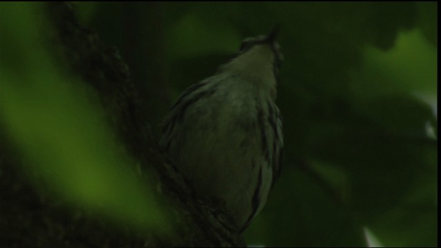 Black-and-white Warbler - ML415511