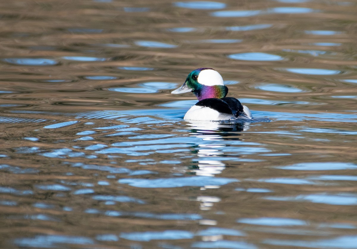 Bufflehead - ML415511331