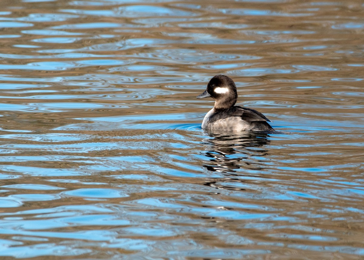 Bufflehead - ML415511421