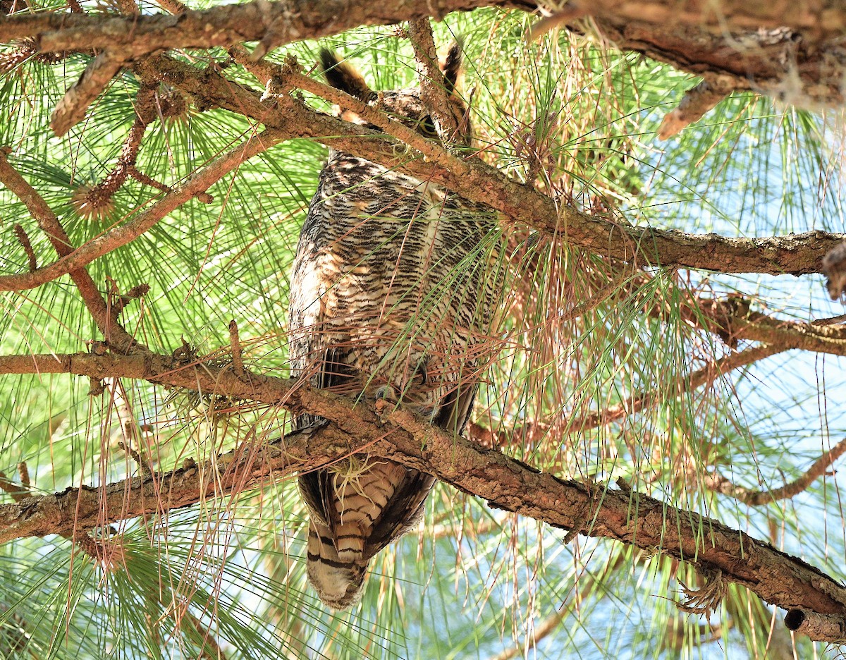 Great Horned Owl - ML415511481