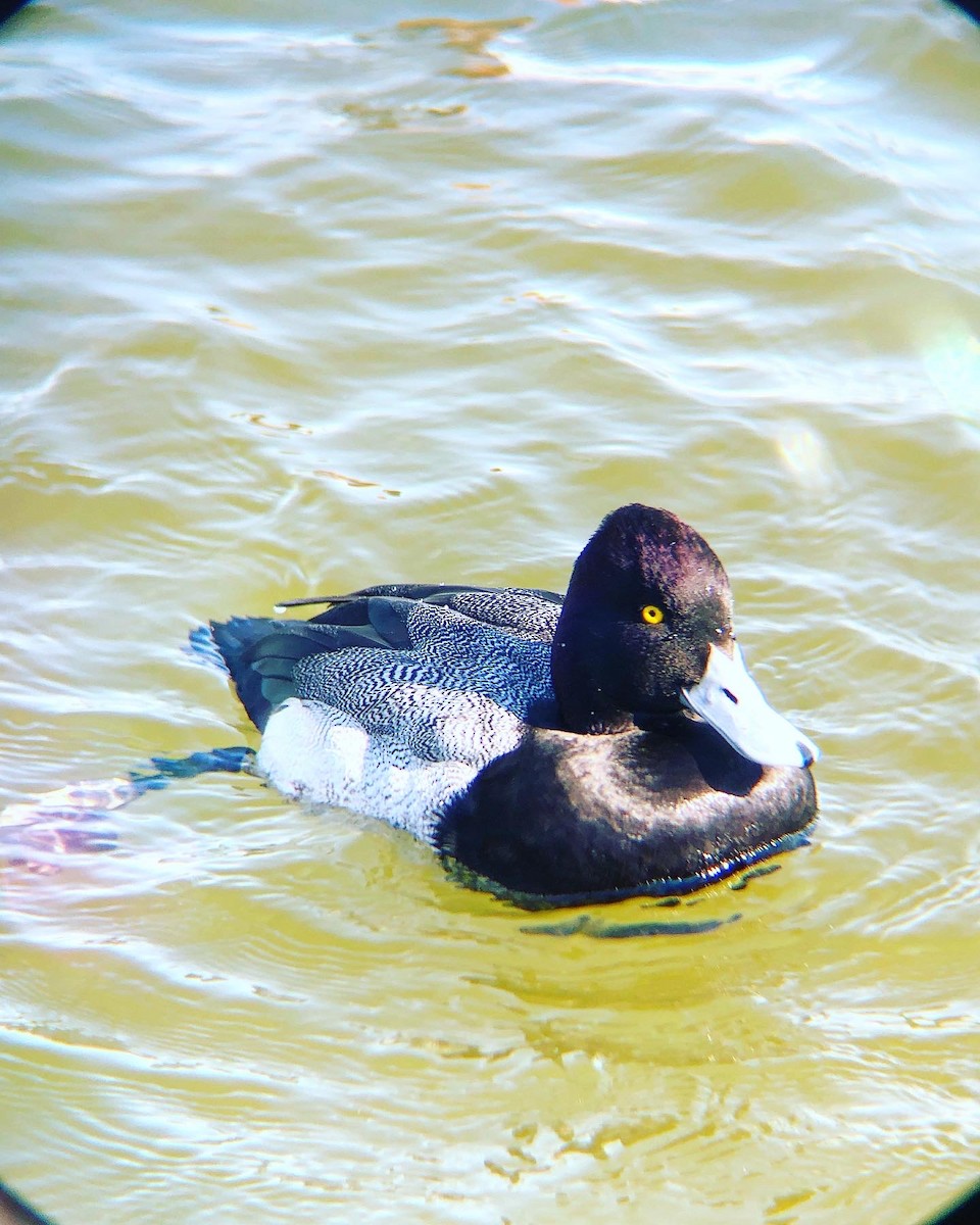 Greater Scaup - ML415513441