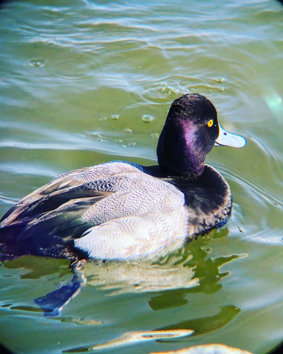 Greater Scaup - ML415513451