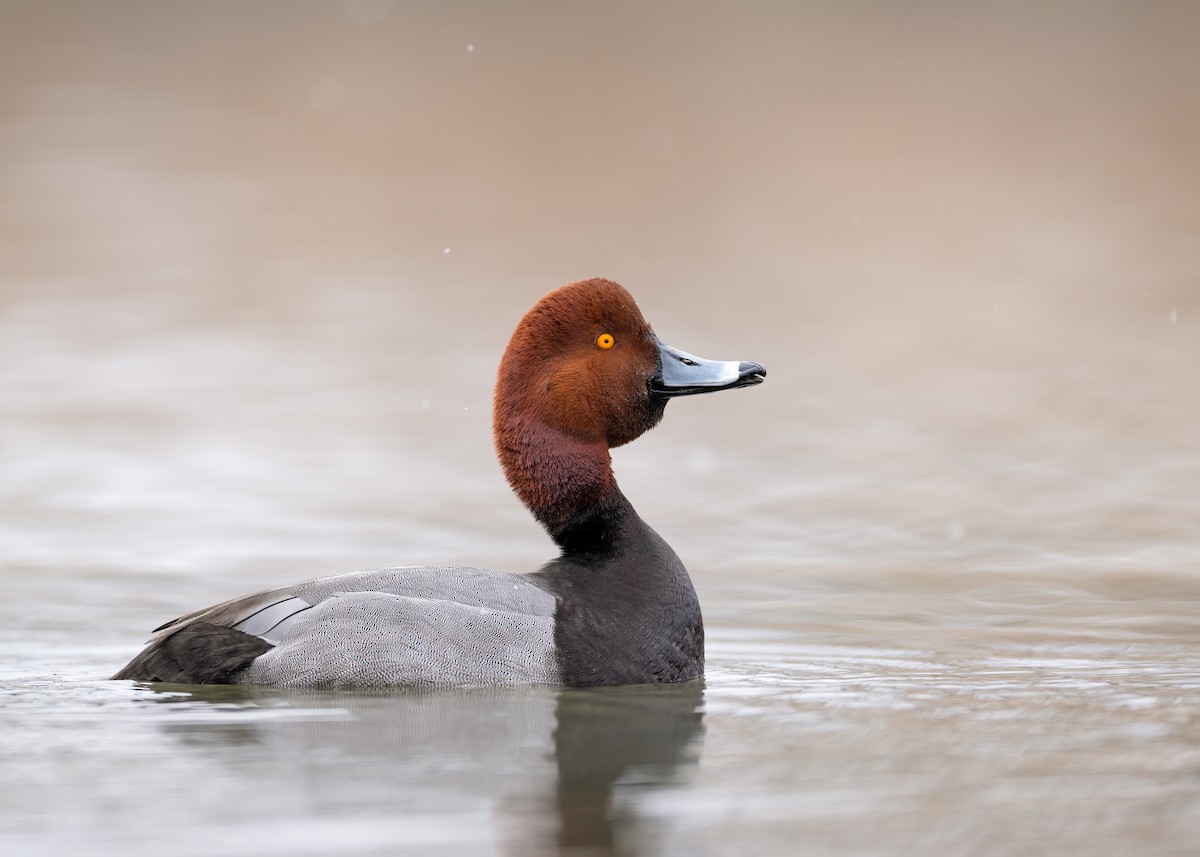 Redhead - ML415513571