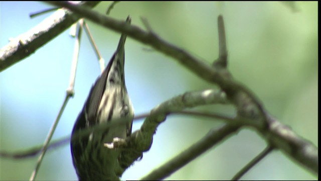 Black-and-white Warbler - ML415514