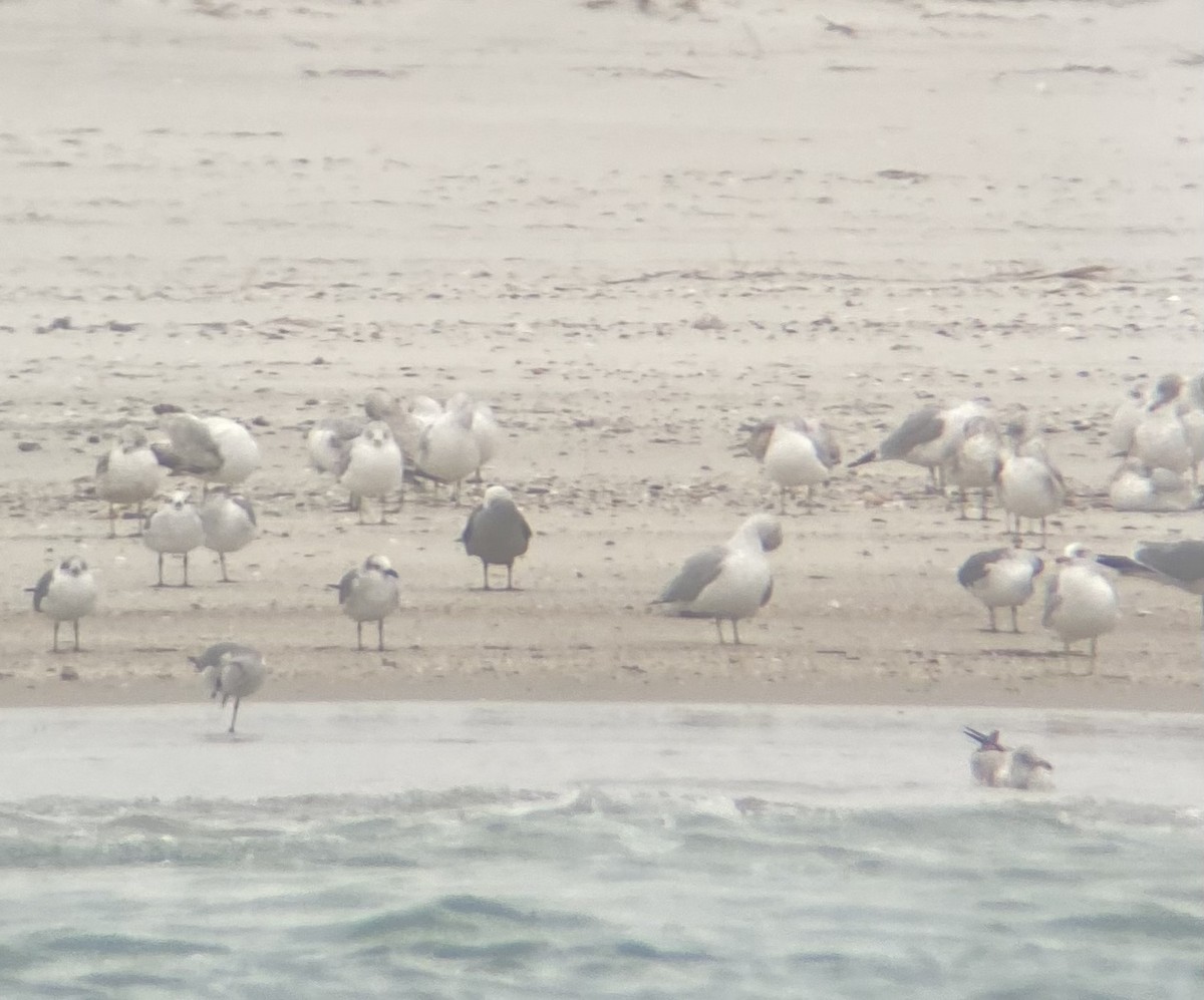 Heermann's Gull - ML415515281