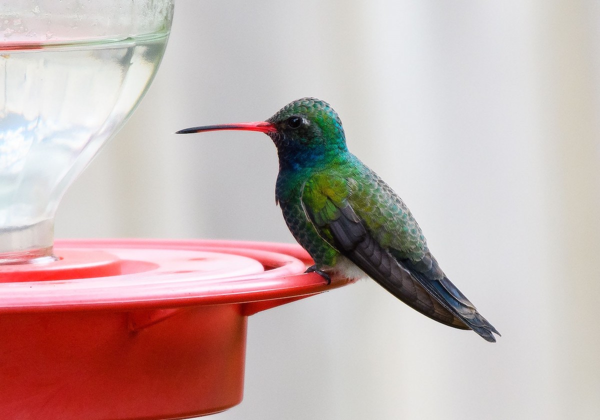 Broad-billed Hummingbird - ML415516161
