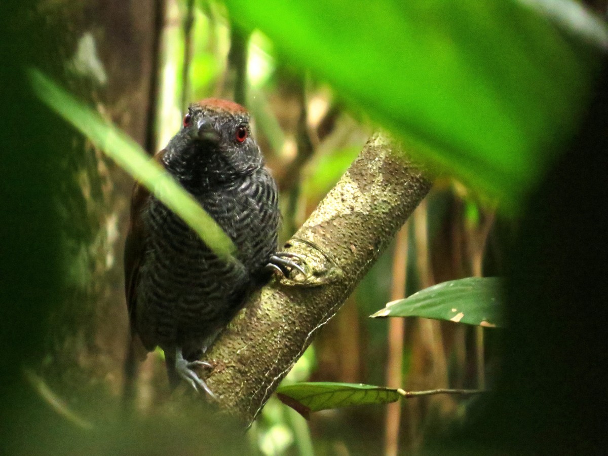 Black-throated Antshrike - ML415517561