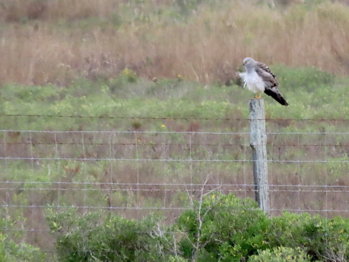 Northern Harrier - Lisa Owens