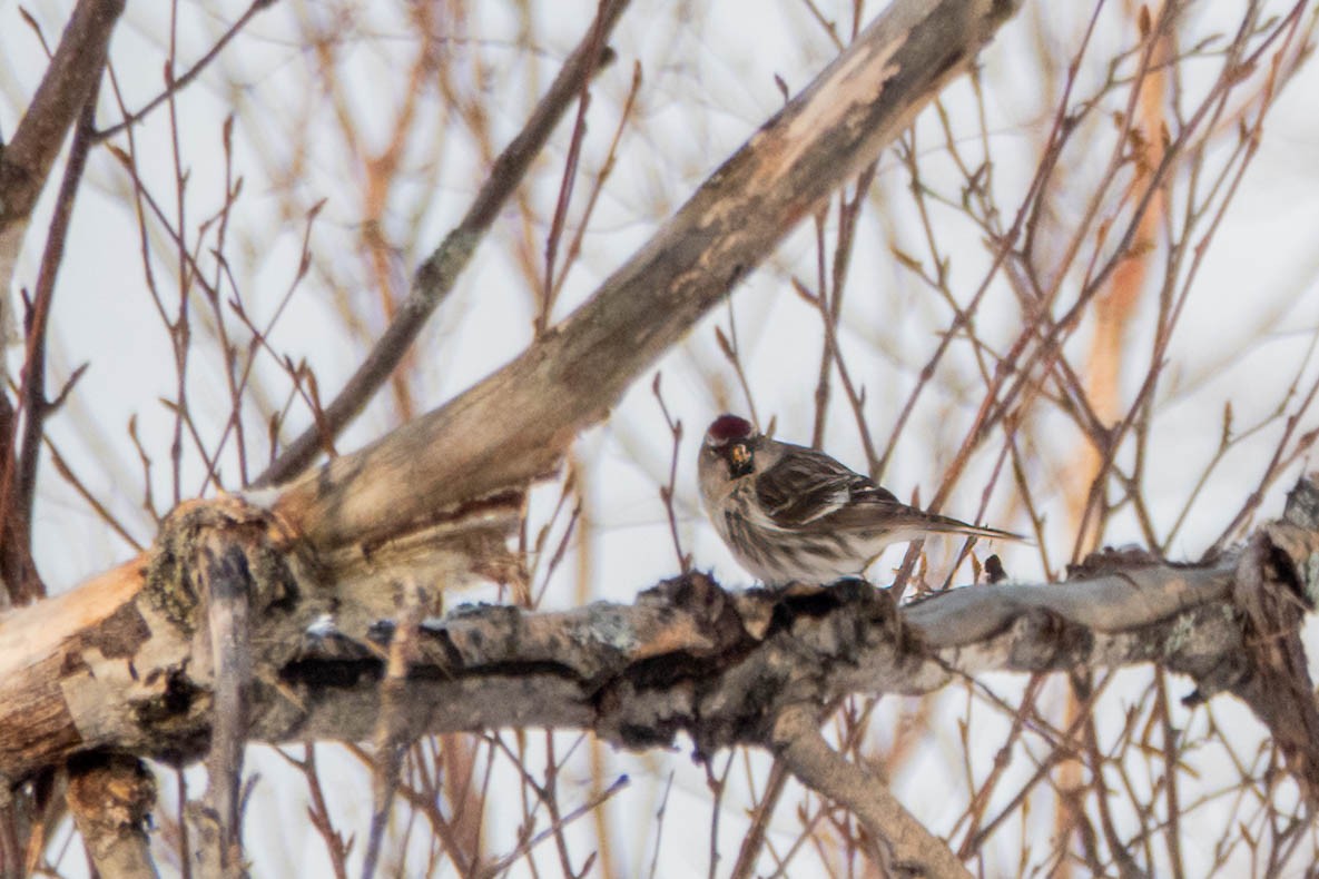 Redpoll (Common) - ML415521461