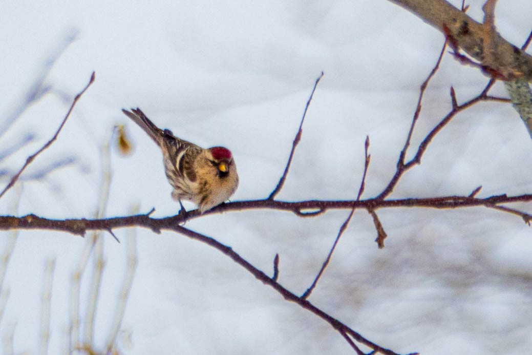 Redpoll (Common) - ML415521521