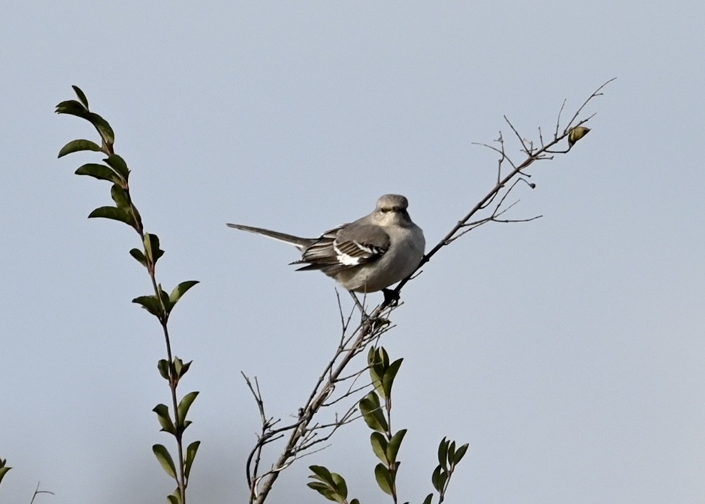 Northern Mockingbird - ML415522171