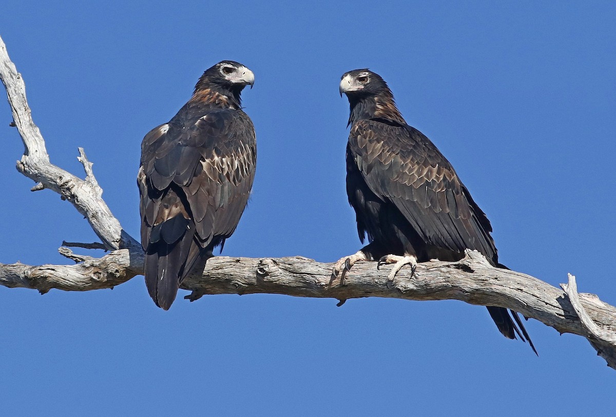 Wedge-tailed Eagle - ML415523811