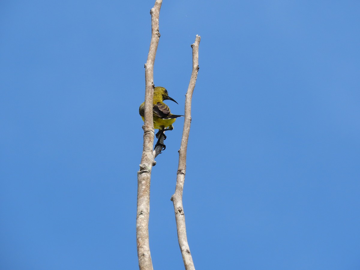 Ornate Sunbird - ML415523981