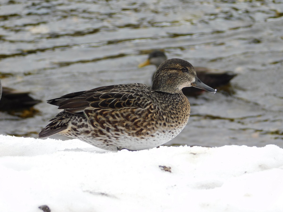 Ногоохон нугас - ML415524791