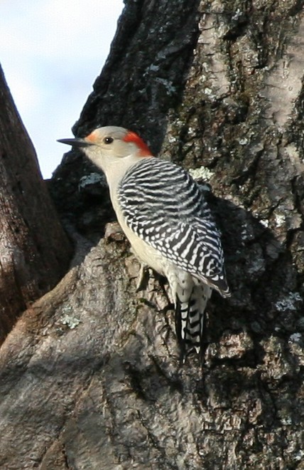 Red-bellied Woodpecker - ML41552581
